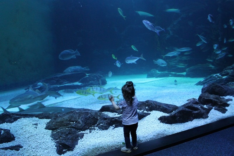 Aqua Planet Ilsan, Ilsan, Korea