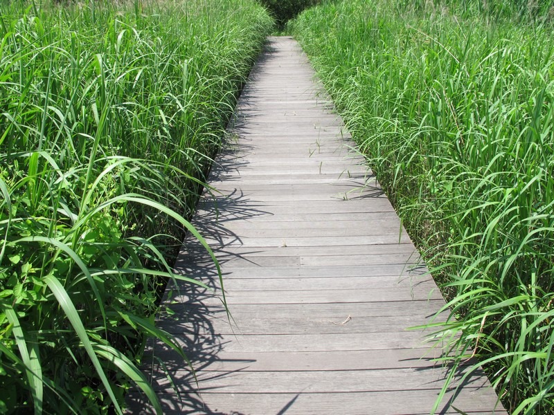 Nanji Ecological Park, Nanji, Mapo-gu, Seoul, Korea