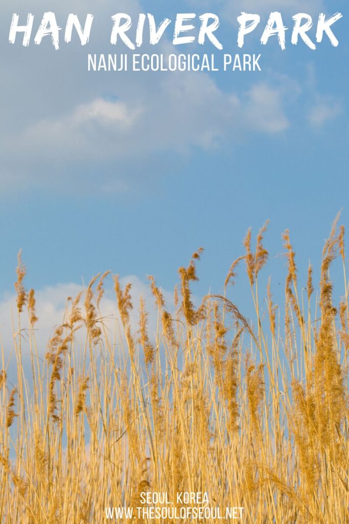 Nanji Ecological Park: Finding Solitude in Seoul: Looking for peace in Seoul, Korea? Check out Nanji Ecological Park on the Han Riverside. Rent bikes and take a ride and enjoy the view.