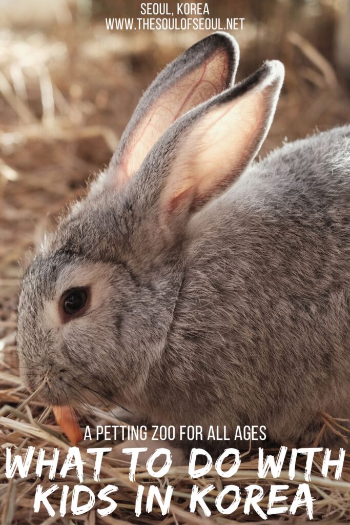 Animal Fun For Everyone at Zoolung Zoolung: Zoolung Zoolung is a petting zoo of sorts with more than just those farm animal friends. Looking for something to do with kids in Korea? Check it out!