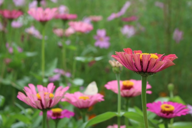 flowers at Nanji Stream Park, Seoul, Korea