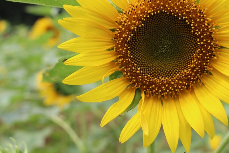 Sunflowers at Nanji Stream Park, Seoul, Korea