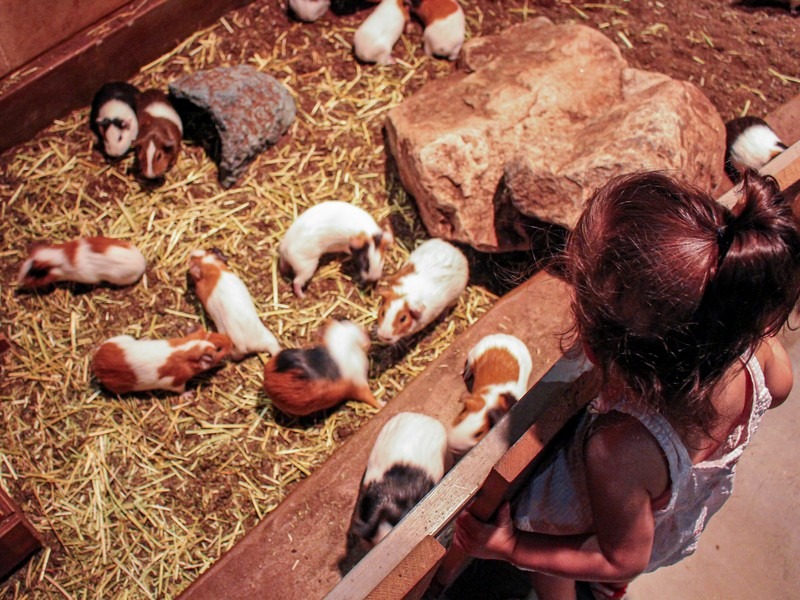 Zoolung Zoolung (주렁주렁), Seoul, Korea: petting zoo in Korea