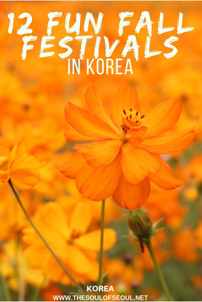 12 Fun Fall Festivals In Korea: From natural autumn scenery to flowers and fun and music, this is your guide to the twelve best fall festivals in Korea.