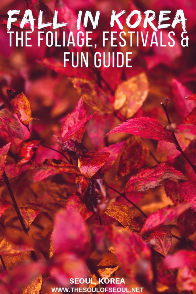 Fall In Korea: The Foliage, Festivals & Fun Guide: What to do, where to go, and what to eat this fall in Seoul, Korea. Make sure you know what to wear and where to see the best foliage in the area with this guide to autumn foliage and must see places this fall in Seoul.