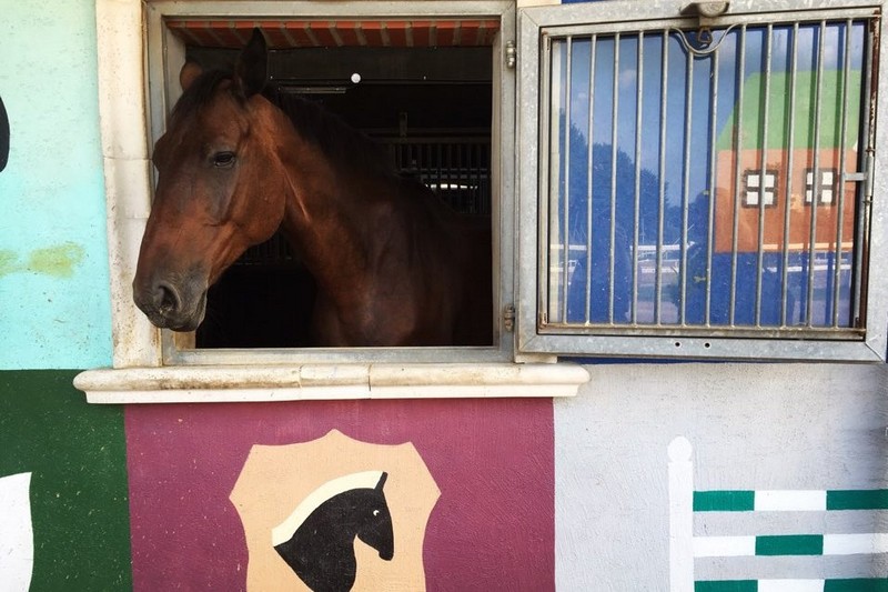 Gwacheon Horse Racing Track, Let's Run Park, Seoul, Korea