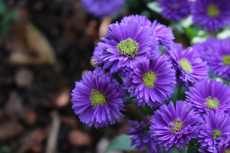 Pyeongwha (Peace) Park, World Cup Park, Seoul, Korea: Flowers