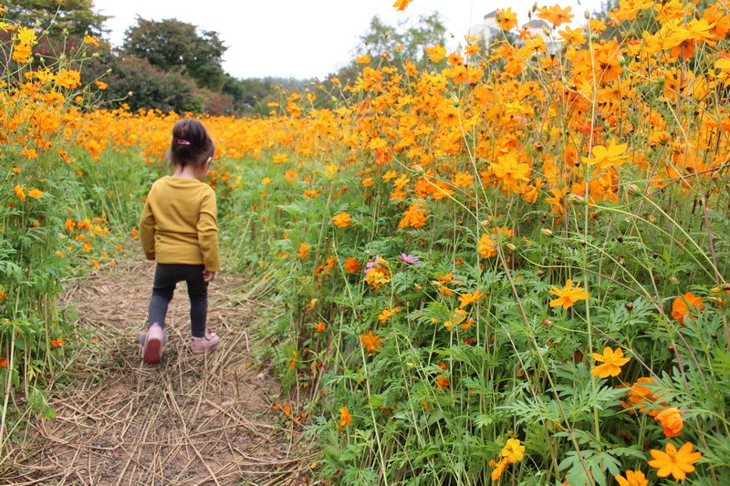 Nanji Stream Park, World Cup Park, Mapo-gu, Seoul, Korea: Baby in a Cosmos Field