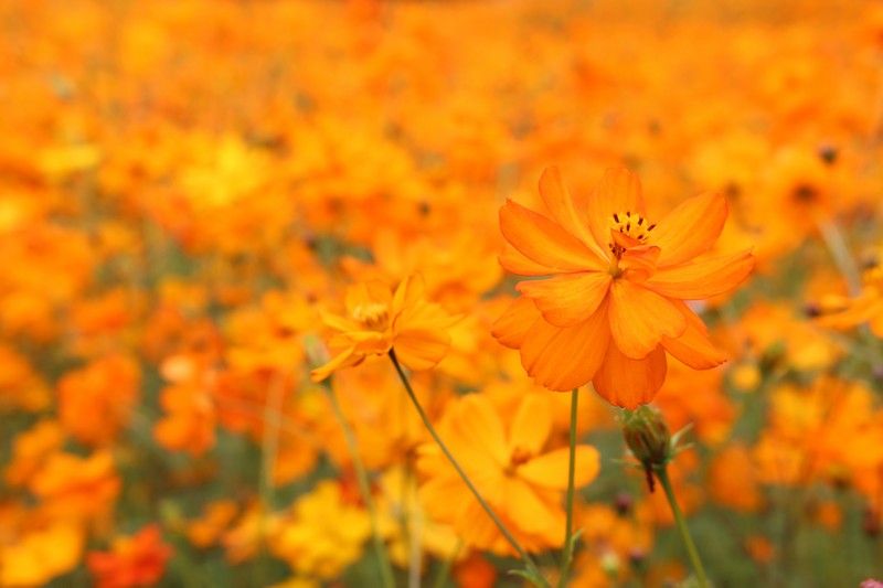 Nanji Stream Park, World Cup Park, Mapo-gu, Seoul, Korea: Cosmos Field