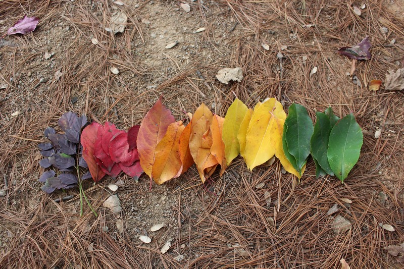 Nanji Stream Park, Mapo-gu, Seoul, Korea: fall leaves