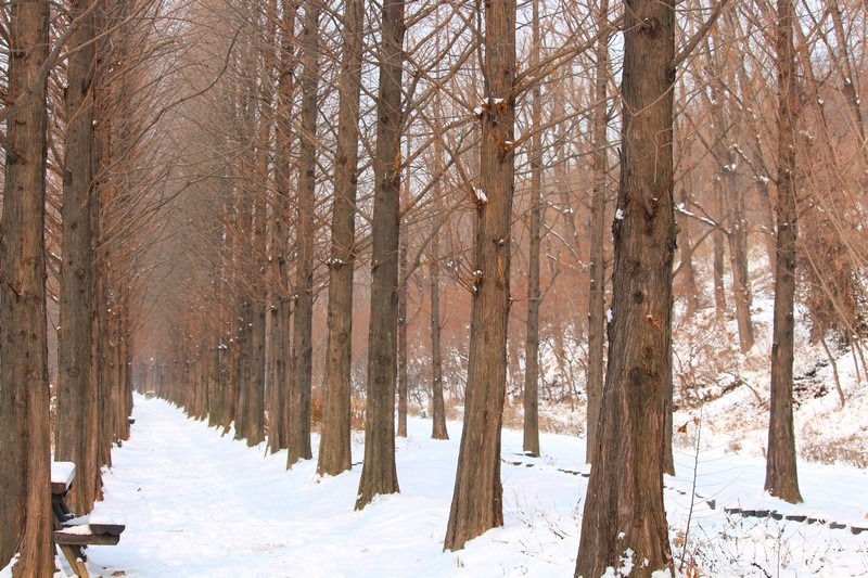 Snow in Seoul, World Cup Park, Seoul, Korea