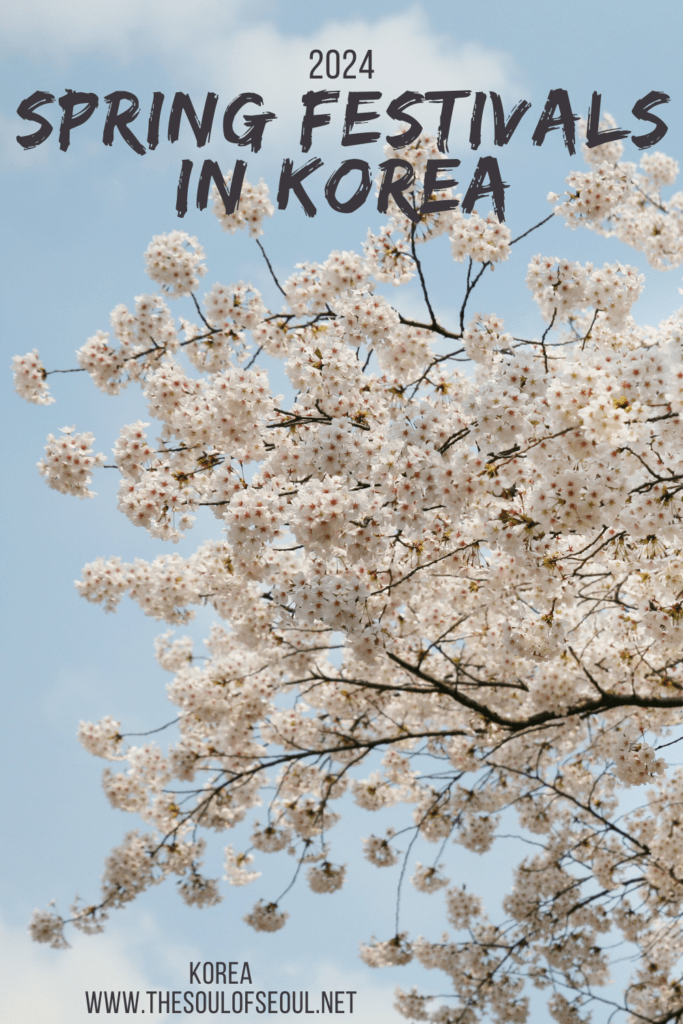 A Complete List Of Must See Spring Festivals In Korea 2024: Spring is the time for cherry blossom festivals, flower festivals, lantern parades and more in Korea. Check out this complete list of spring festivals around Korea from Seoul to Busan and everything in between.