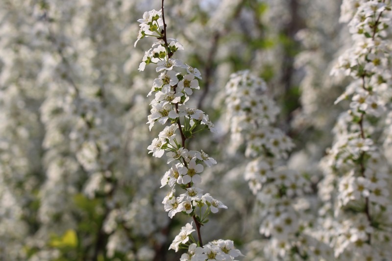 Nanji Stream Park, World Cup Park, Seoul, Korea: flowers