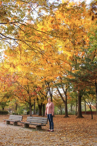 Peace Park, World Cup Parks, Seoul, Korea: Autumn Foliage