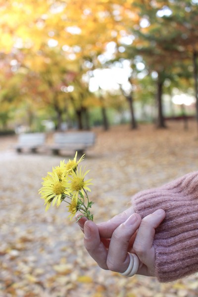 Peace Park, World Cup Parks, Seoul, Korea: Autumn Foliage