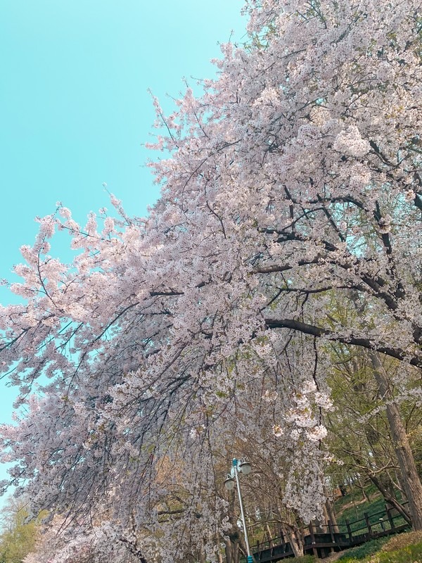 Jayu Park (Freedom Park) (자유공원 (인천)): Cherry Blossoms