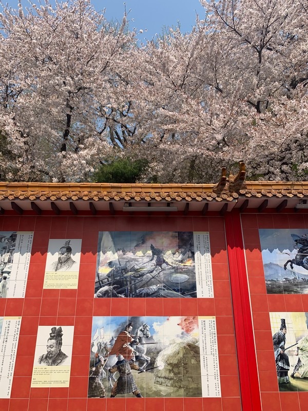 Jayu Park (Freedom Park) (자유공원 (인천)): Cherry Blossoms