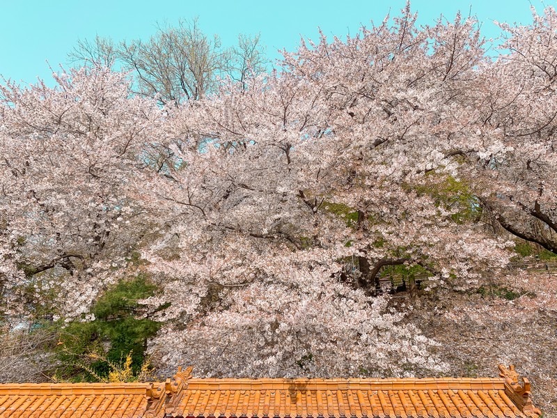 Jayu Park (Freedom Park) (자유공원 (인천)): Cherry Blossoms