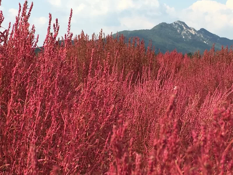 Yangju's Nari Park (양주나리공원), Yangju, Gyeonggi-do, Korea; kochia