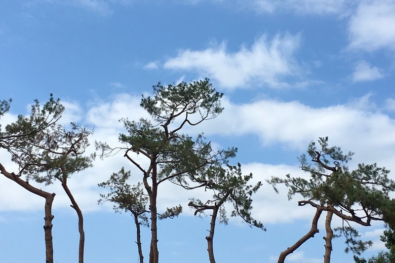 Plantation, Goyang, Korea