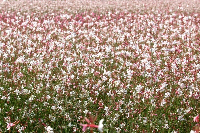 Nari Park, Yangju, Korea: Autumn Flowers