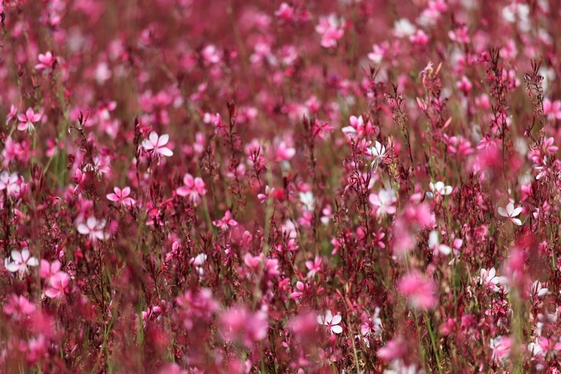 Nari Park, Yangju, Korea: Autumn Flowers