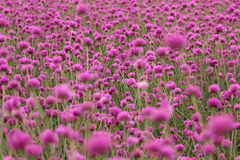 Nari Park, Seoul, Korea