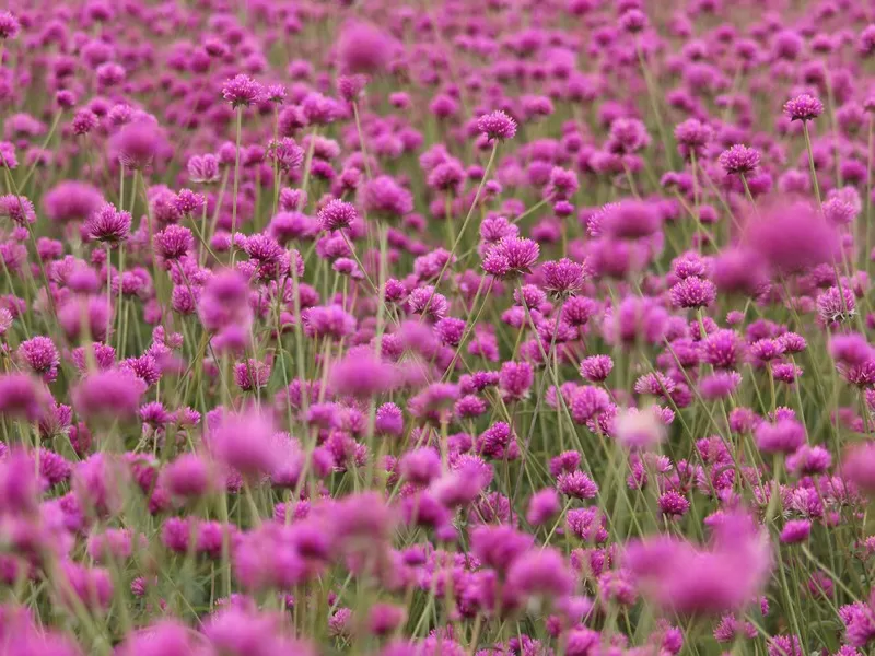 Yangju's Nari Park (양주나리공원), Yangju, Gyeonggi-do, Korea; globe amaranth