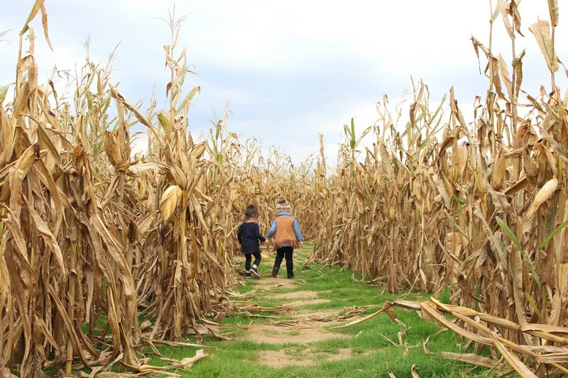 Ohio Corn Fields