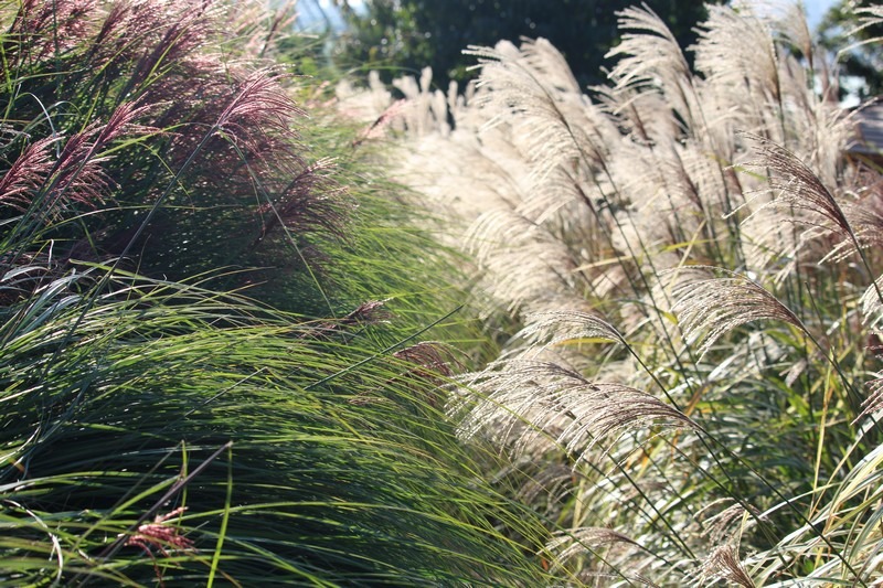 First Garden, Paju, Korea