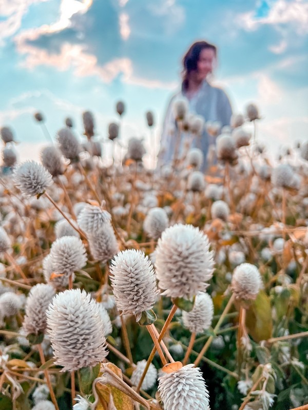 Globe amaranth, Yangju Nari Park, Yangju, Korea