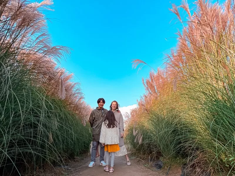 Yangju's Nari Park (양주나리공원), Yangju, Gyeonggi-do, Korea; silver grass