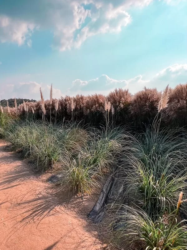 Yangju's Nari Park (양주나리공원), Yangju, Gyeonggi-do, Korea; silver grass