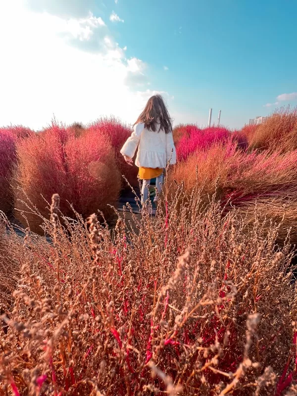 Yangju's Nari Park (양주나리공원), Yangju, Gyeonggi-do, Korea; kochia