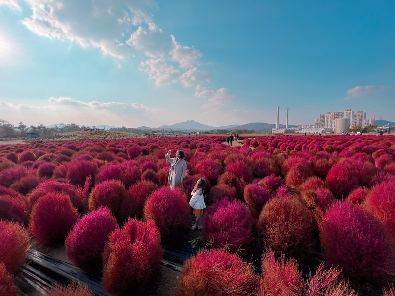 Kochia flowers, Yangju Nari Park, Yangju, Korea