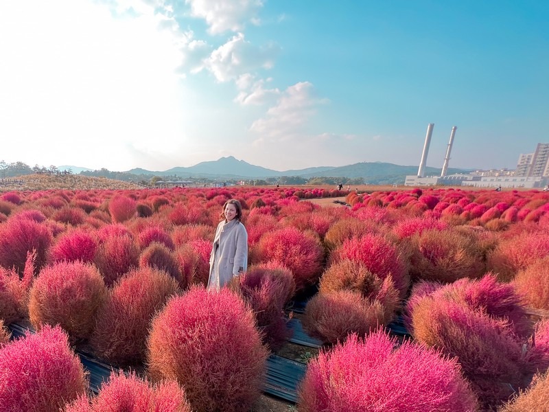 Kochia flowers, Yangju Nari Park, Yangju, Korea