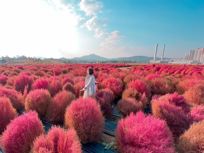 Kochia flowers, Yangju Nari Park, Yangju, Korea