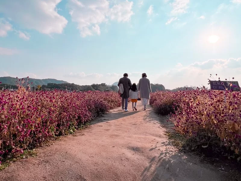 Yangju's Nari Park (양주나리공원), Yangju, Gyeonggi-do, Korea; globe amaranth