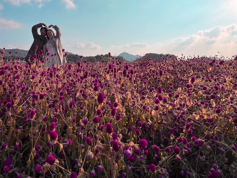 Globe amaranth, Yangju Nari Park, Yangju, Korea