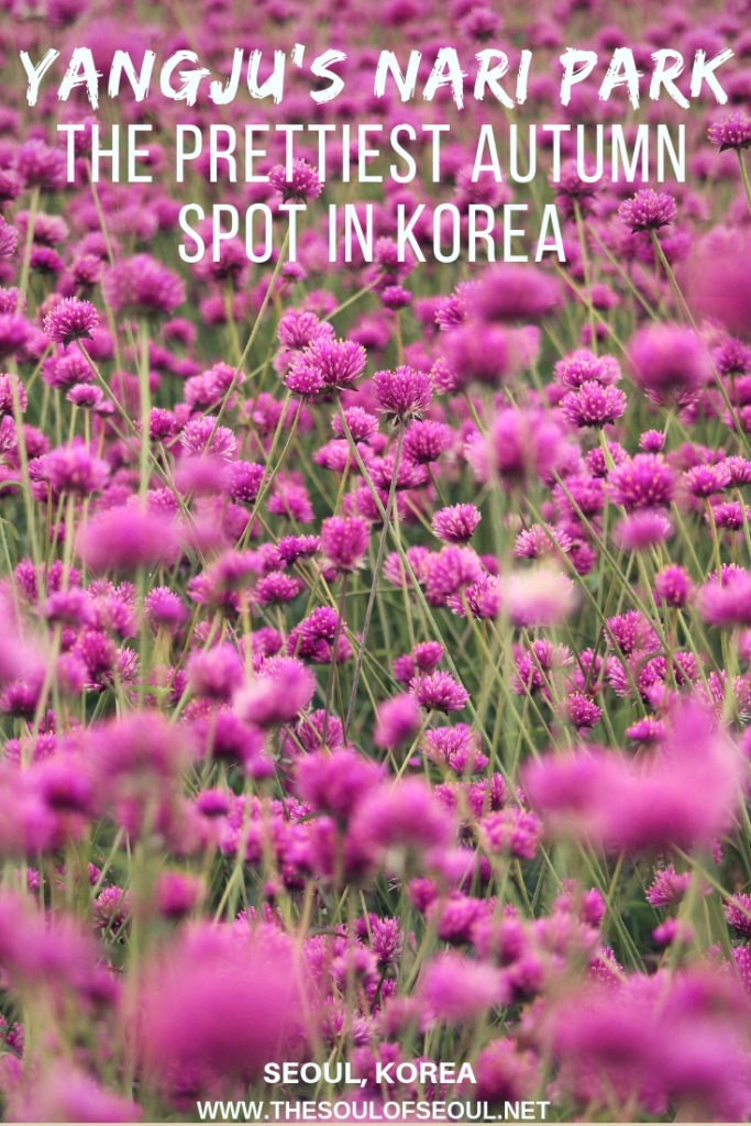 The Prettiest Autumn Spot In Korea: Yangju's Nari Park: Nari Park in Yangju, Korea is the prettiest place in all of Korea come autumn. From the Kochia flowers to the cosmos, Whirling Butterflies and Globe Amaranth, there are expansive flower fields unlike anywhere else in the country. For the best autumn picture setting, check out this gorgeous park in South Korea.