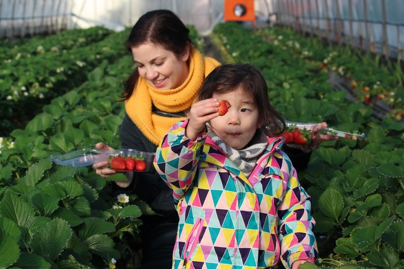 Daega Farm, Strawberry Picking, Namyangju, Korea: Hallie Bradley