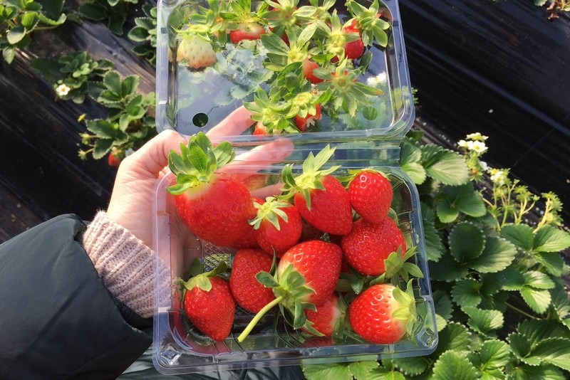 Daega Farm, Strawberry Picking, Namyangju, Korea