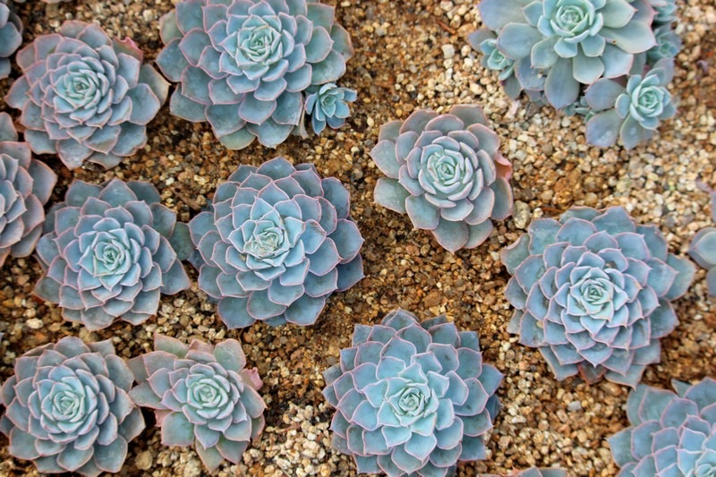 Cactus Greenhouse, Ilsan, Korea