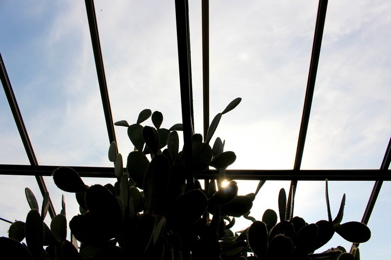 Cactus Greenhouse, Ilsan, Korea