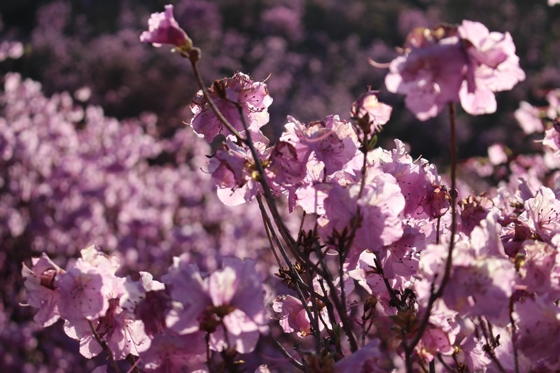 Wonmisan Azalea Mountain, Bucheon, Korea