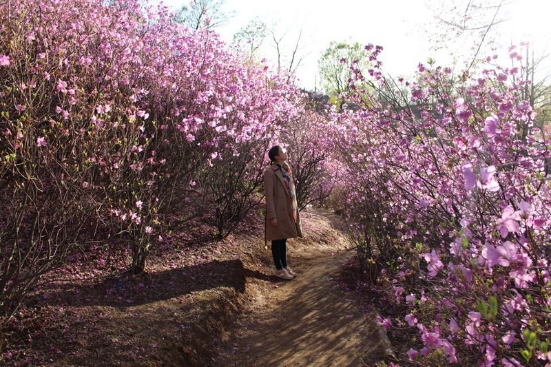Wonmisan Azalea Mountain, Bucheon, Korea: Hallie Bradley