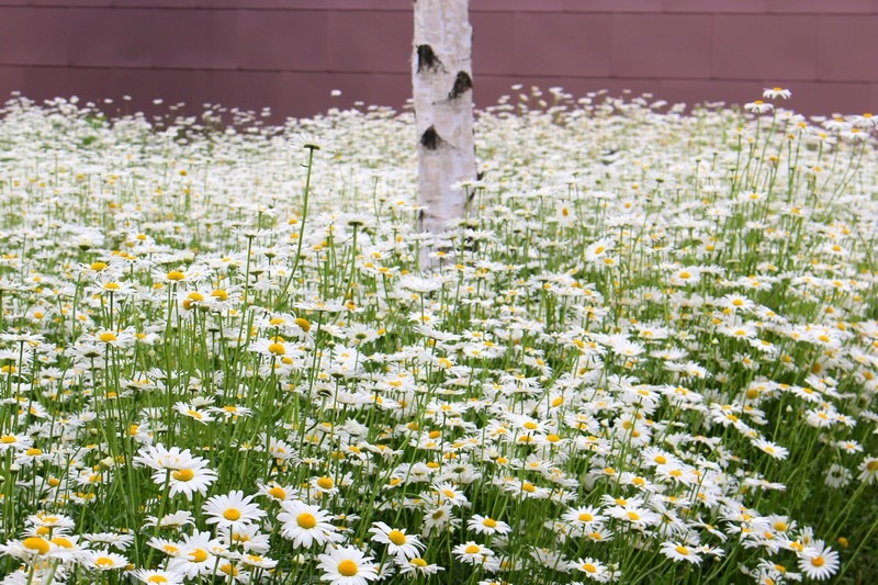 Mahogany Cafe, Ganghwado, Incheon, Korea: Daisies