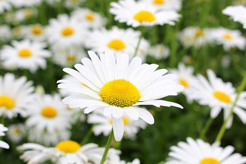 Mahogany Cafe, Ganghwado, Incheon, Korea: Daisies