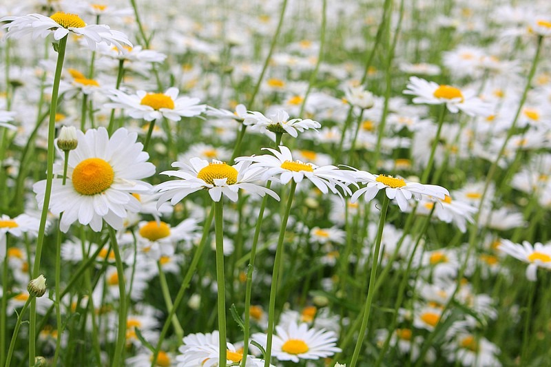 Mahogany Cafe, Ganghwado, Incheon, Korea: Daisies