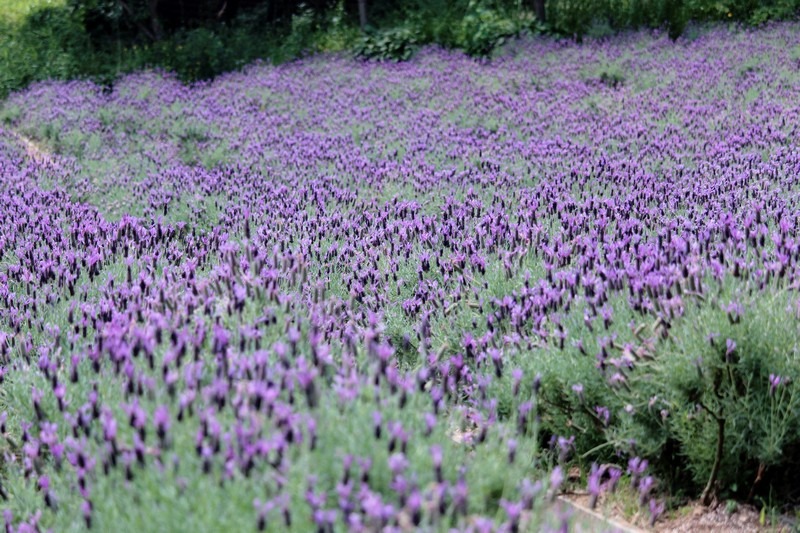 Herb Village, Yeoncheon-gun, Korea: Lavender Field